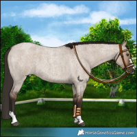 Horse Color:Liver Red Dun Roan