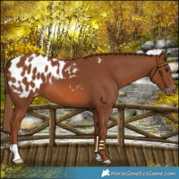 Horse Color:Chestnut Appaloosa 
