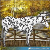 Horse Color:Black Near Leopard 