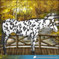 Horse Color:Black Appaloosa