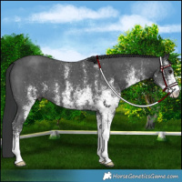 Horse Color:White Spotted Black