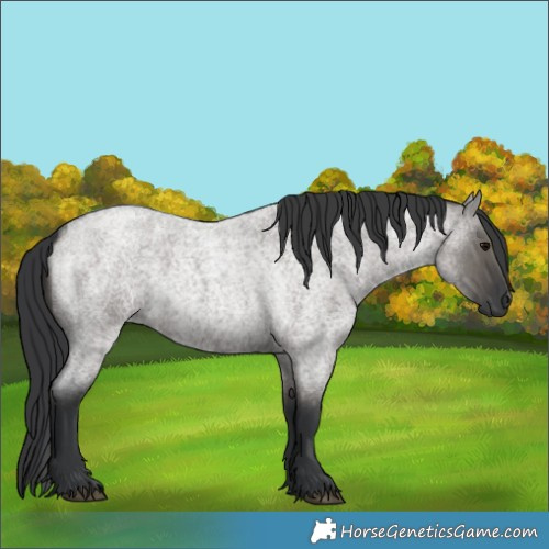 Horse Color:Grullo Roan 