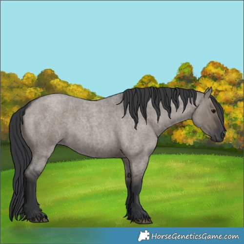 Horse Color:Grullo Roan