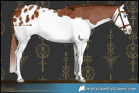 Horse Color:Chestnut Splash Blanket 
