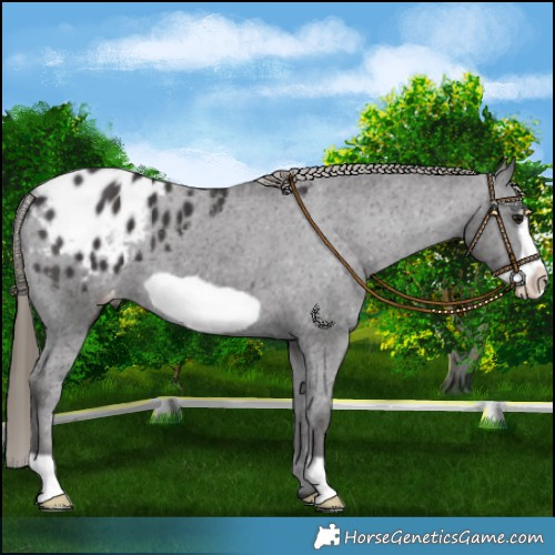 Horse Color:Smoky Black Frame Appaloosa 