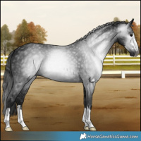 Horse Color:Gray Black 