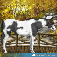 Horse Color:Black Tobiano Frame Varnish 