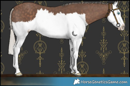 Horse Color:Silver Black Splash 