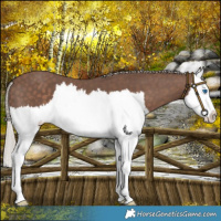 Horse Color:Silver Black Splash 