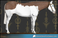 Horse Color:Silver Black Splash 