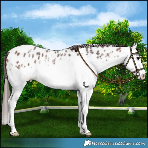 Horse Color:Bay Sabino Splash Appaloosa 