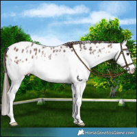 Horse Color:Bay Sabino Splash Leopard 