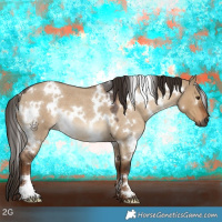 Horse Color:Gray White Spotted Liver Red Dun Roan 