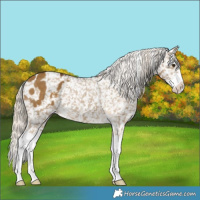 Horse Color:Chocolate Palomino Dun Splash Appaloosa
