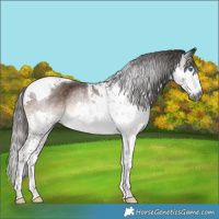 Horse Color:Gray Liver Chestnut Splash Tobiano Rabicano