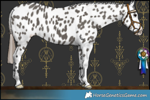 Horse Color:Grullo Appaloosa 