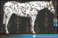 Horse Color:Grullo Near Leopard 