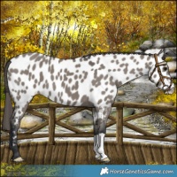 Horse Color:Grullo Appaloosa 