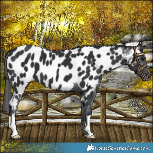 Horse Color:Black Appaloosa 