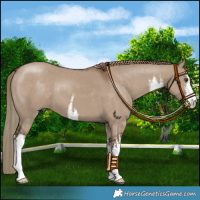 Horse Color:White Spotted Liver Red Dun 