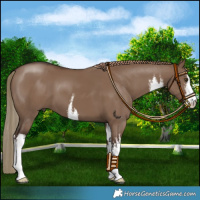 Horse Color:White Spotted Liver Red Dun