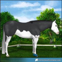Horse Color:Black Splash 