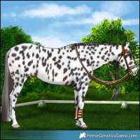 Horse Color:Brown Leopard