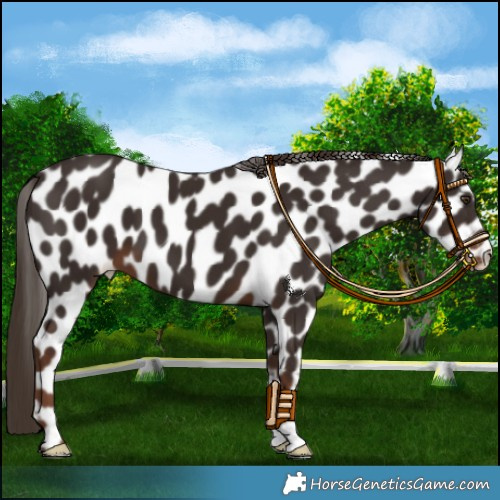Horse Color:Liver Chestnut Appaloosa