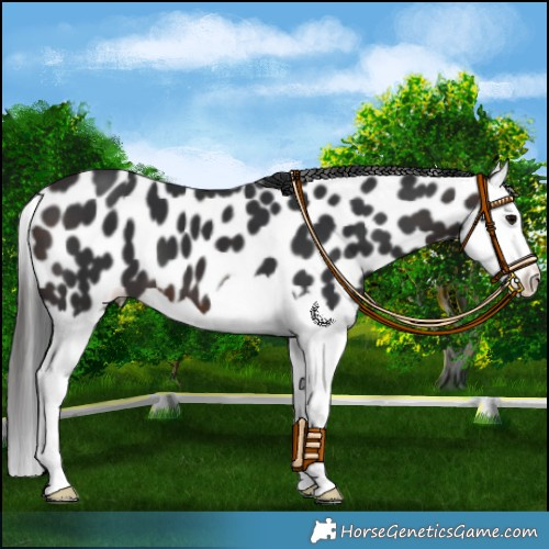 Horse Color:Brown Splash Appaloosa 