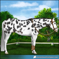 Horse Color:Brown Splash Leopard 