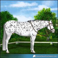 Horse Color:Black Splash Leopard Rabicano 