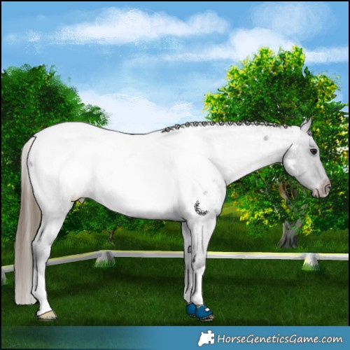 Horse Color:Smoky Blue Roan Appaloosa 