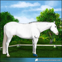 Horse Color:Smoky Blue Roan Appaloosa