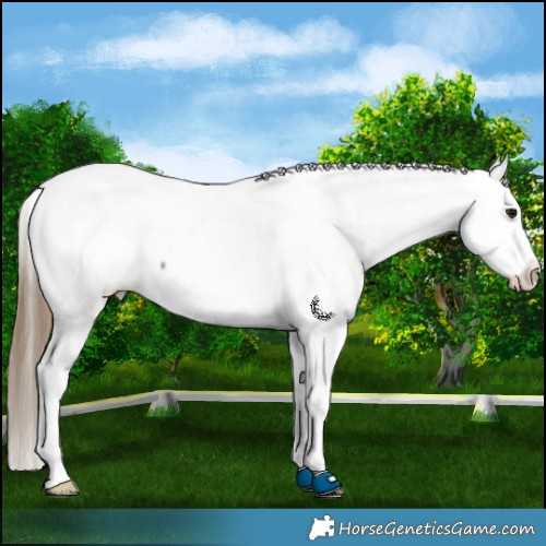 Horse Color:Buckskin Appaloosa 