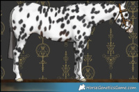 Horse Color:Brown Leopard 