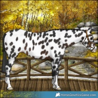 Horse Color:Brown Appaloosa