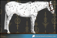 Horse Color:Brown Appaloosa
