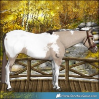 Horse Color:Liver Red Dun Tobiano Near Fewspot