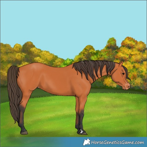 Horse Color:Bay Appaloosa 