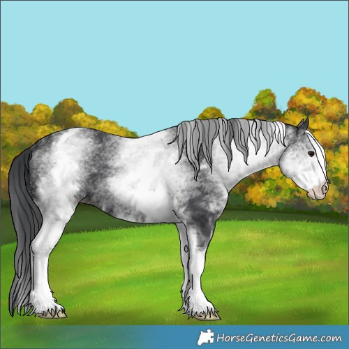 Horse Color:White Spotted Black 