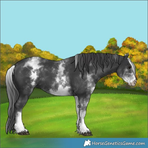 Horse Color:White Spotted Black