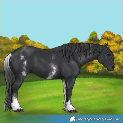Horse Color:White Spotted Black 