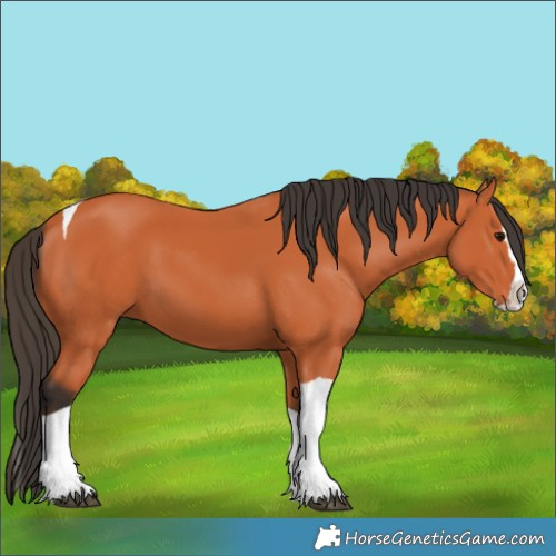 Horse Color:Bay Splash Tobiano 