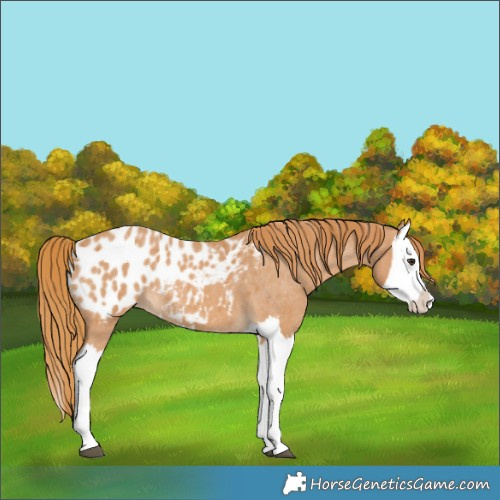 Horse Color:Red Roan Splash Appaloosa 