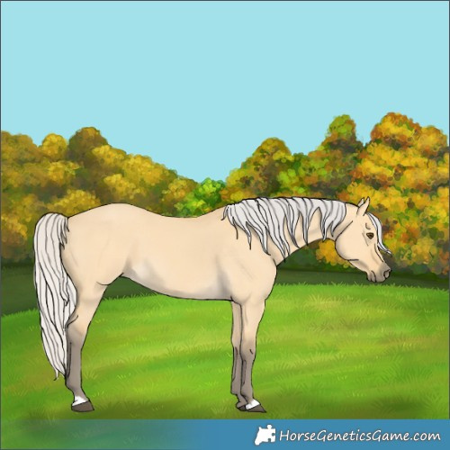 Horse Color:Silver Buckskin Dun 