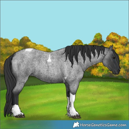 Horse Color:Blue Roan Tobiano Rabicano 