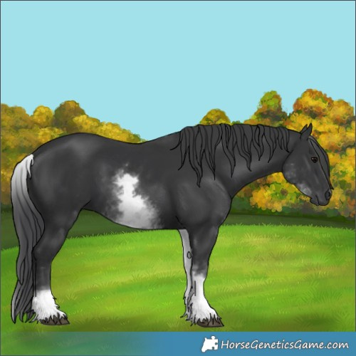 Horse Color:White Spotted Black 