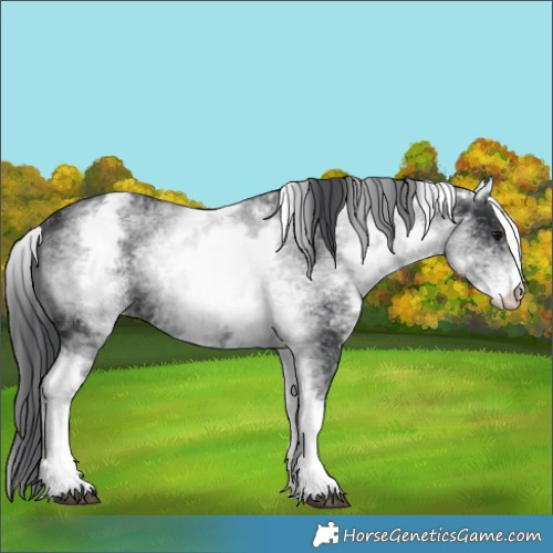 Horse Color:White Spotted Black 