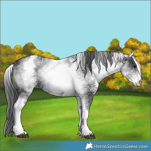 Horse Color:White Spotted Black 