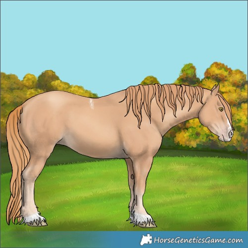 Horse Color:Gold Champagne Splash Tobiano